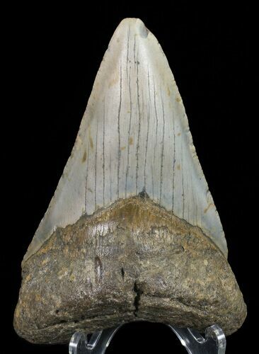 Megalodon Tooth - North Carolina #67297